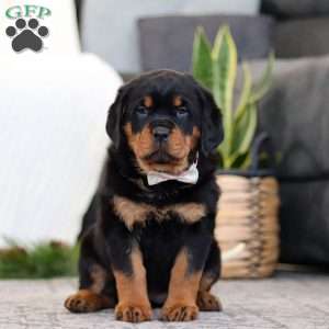 Sophie, Rottweiler Puppy