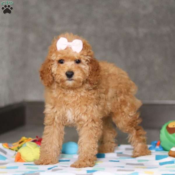 Sophie, Miniature Poodle Puppy