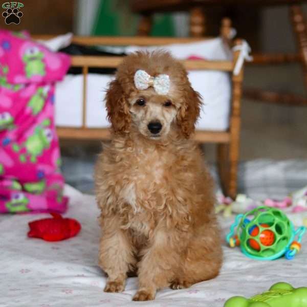 Sophie, Miniature Poodle Puppy