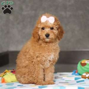 Sophie, Miniature Poodle Puppy