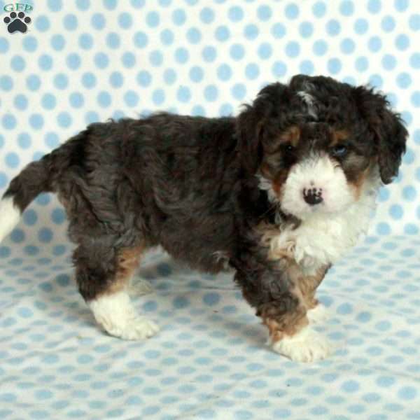 Sophie, Mini Bernedoodle Puppy