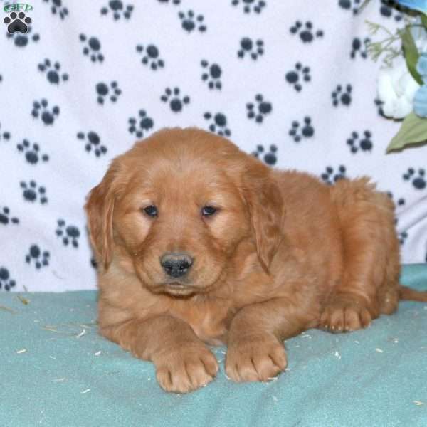 Sophie, Golden Retriever Puppy