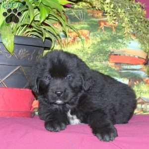 Sophie, Newfoundland Puppy