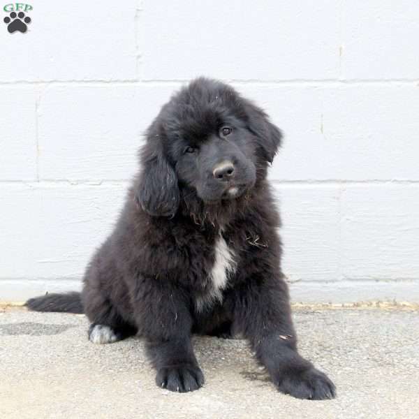 Sophie, Newfoundland Puppy