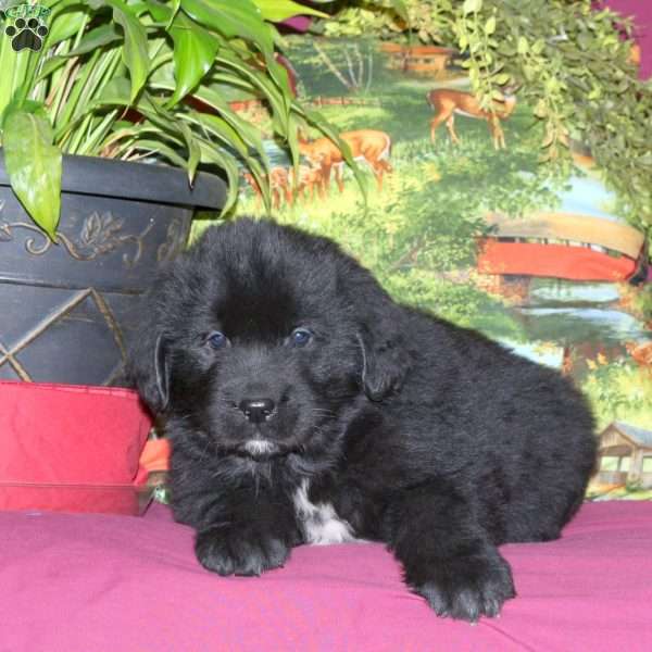 Sophie, Newfoundland Puppy