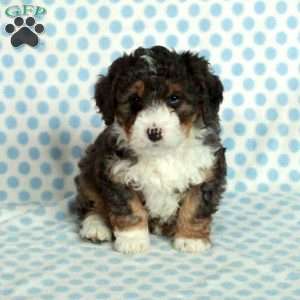 Sophie, Mini Bernedoodle Puppy