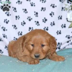 Sophie, Golden Retriever Puppy