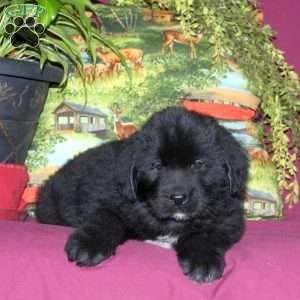 Sophie, Newfoundland Puppy