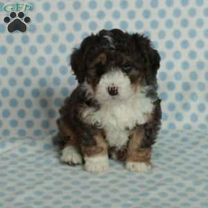 Sophie, Mini Bernedoodle Puppy