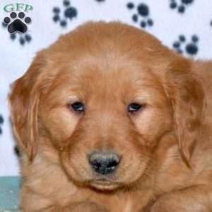 Sophie, Golden Retriever Puppy