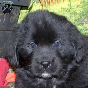 Sophie, Newfoundland Puppy