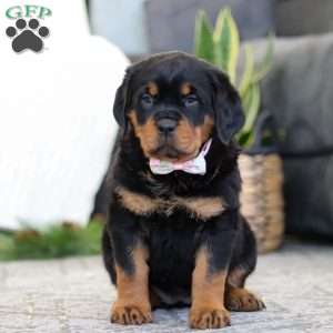 Sophie, Rottweiler Puppy