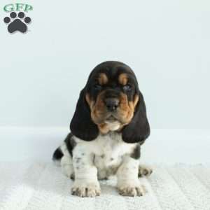 Sophie, Basset Hound Puppy