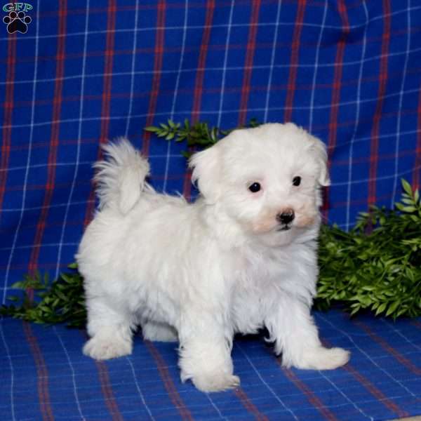 Sparkle, Maltese Puppy