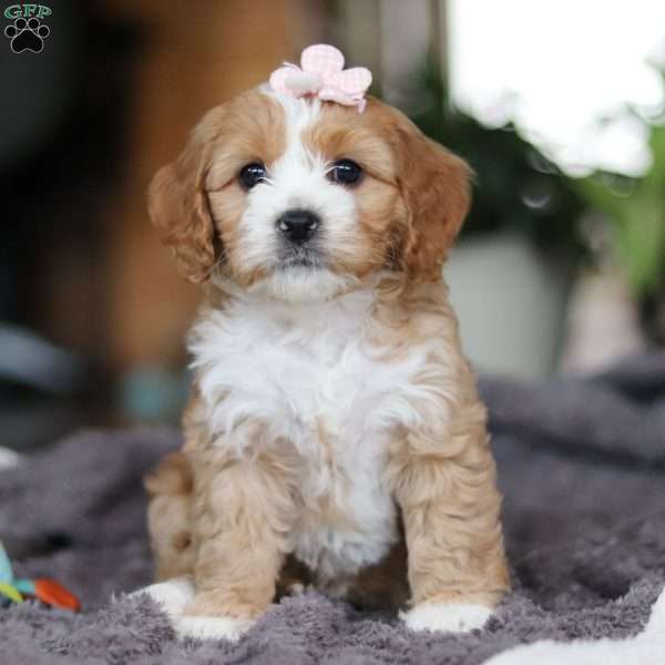 Sparkle, Cavapoo Puppy