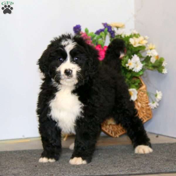 Sparkle, Bernedoodle Puppy