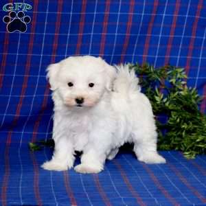 Sparkle, Maltese Puppy