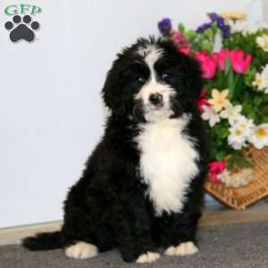 Sparkle, Bernedoodle Puppy