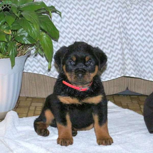 Sparrow, Rottweiler Puppy