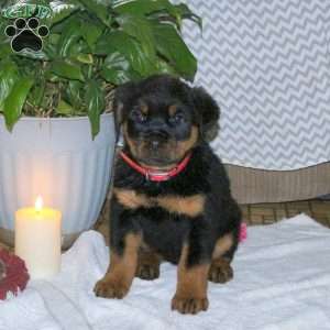 Sparrow, Rottweiler Puppy