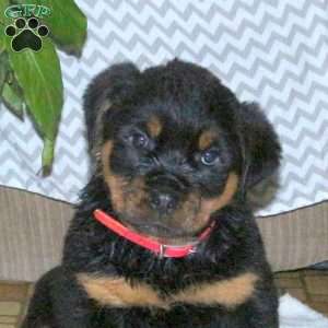 Sparrow, Rottweiler Puppy