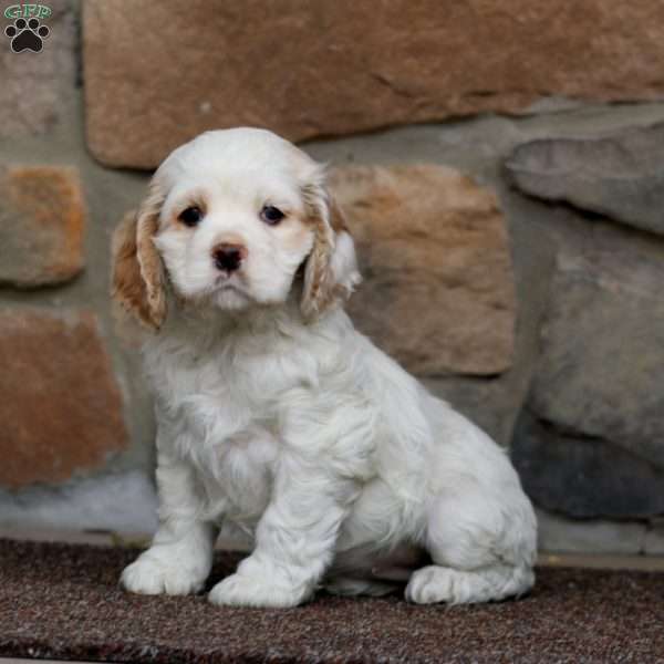 Special, Cocker Spaniel Puppy