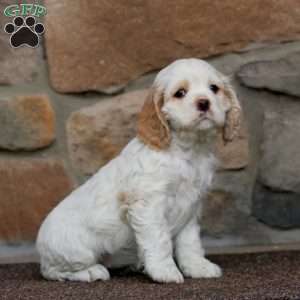 Special, Cocker Spaniel Puppy