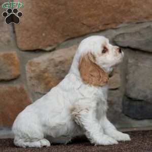 Special, Cocker Spaniel Puppy