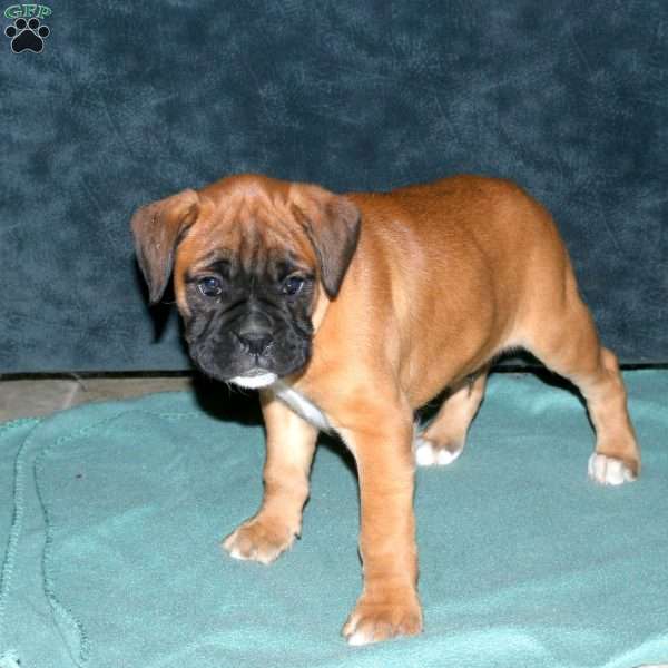 Spencer, Boxer Puppy