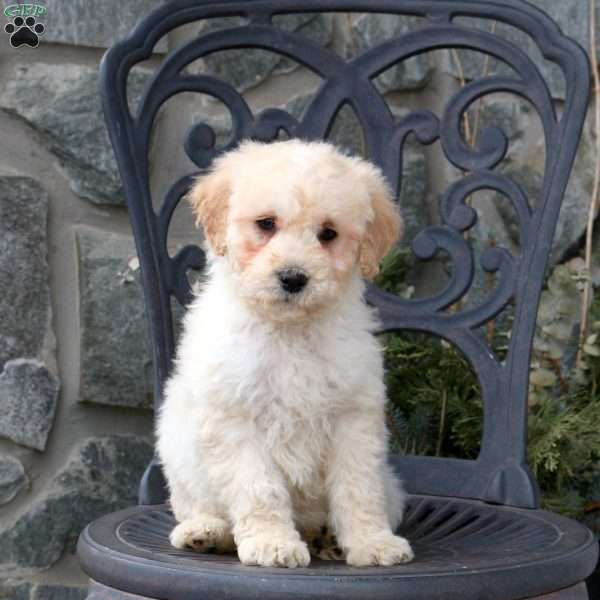 Spencer, Mini Goldendoodle Puppy