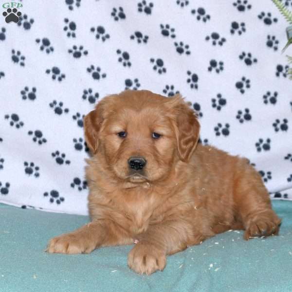 Spencer, Golden Retriever Puppy