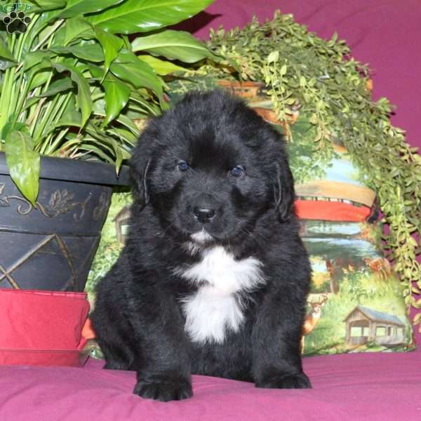 Spencer, Newfoundland Puppy