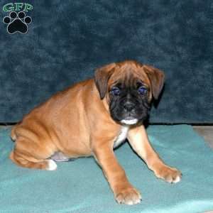 Spencer, Boxer Puppy