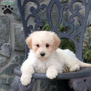 Spencer, Mini Goldendoodle Puppy