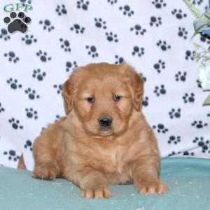 Spencer, Golden Retriever Puppy