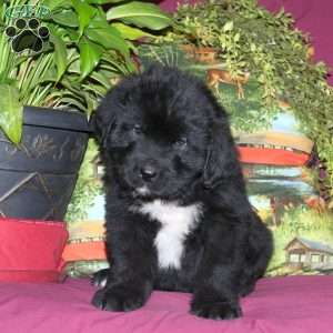 Spencer, Newfoundland Puppy