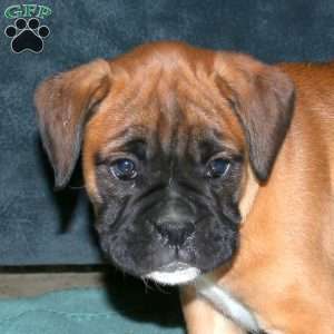 Spencer, Boxer Puppy