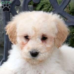 Spencer, Mini Goldendoodle Puppy