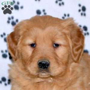 Spencer, Golden Retriever Puppy