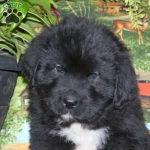 Spencer, Newfoundland Puppy