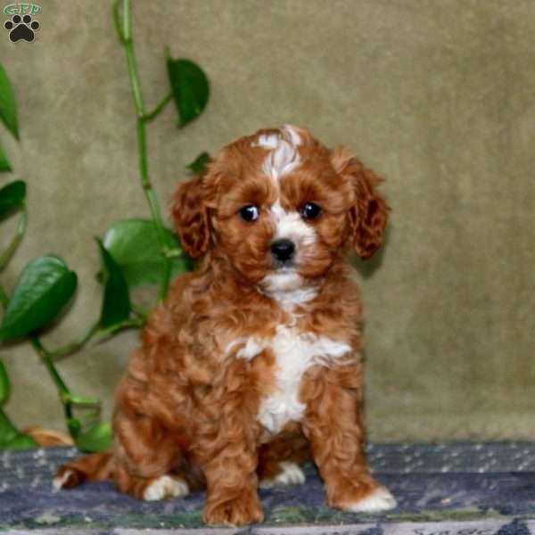 Spiffy, Cavapoo Puppy