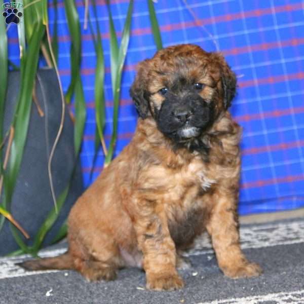 Spiffy, Goldendoodle Puppy