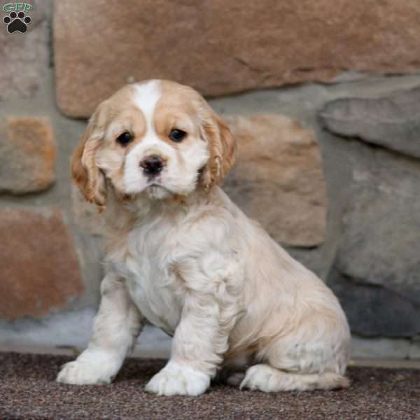 Spiffy, Cocker Spaniel Puppy