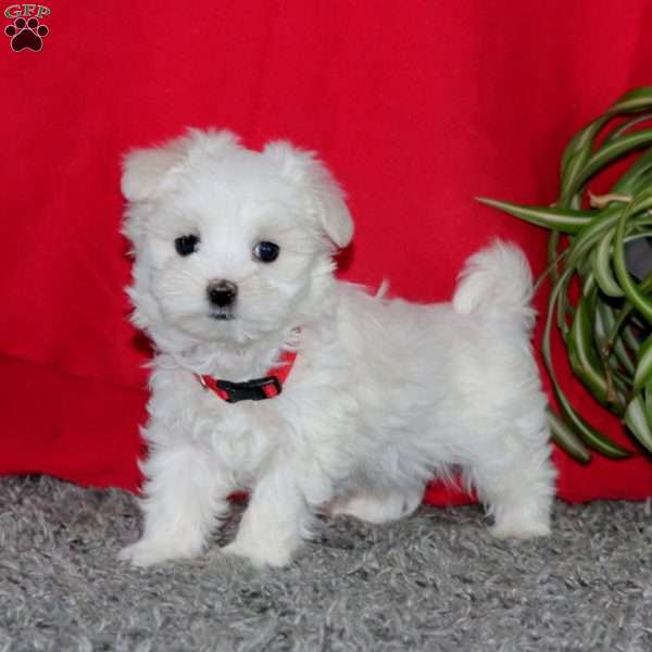 Spiffy, Maltese Puppy