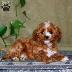 Spiffy, Cavapoo Puppy