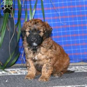 Spiffy, Goldendoodle Puppy