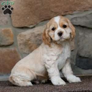 Spiffy, Cocker Spaniel Puppy