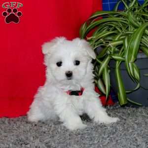 Spiffy, Maltese Puppy