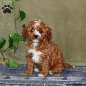 Spiffy, Cavapoo Puppy