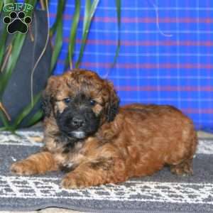 Spiffy, Goldendoodle Puppy